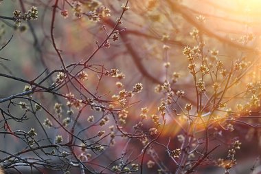 Bahar ormanlarında soyut güneşli bir arka plan, tomurcuklu dallar ve güneş ışığında genç yapraklar