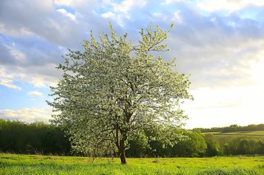 Bahar elma bahçesindeki soyut manzara, güzel mevsimlik arka plan.