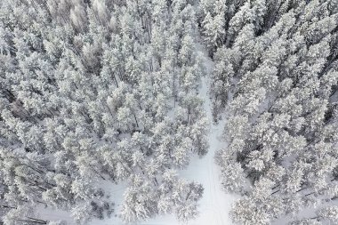 Panorama kış ormanı karları, soyut mevsimsel tayga manzarası, karla kaplı ağaçlar.