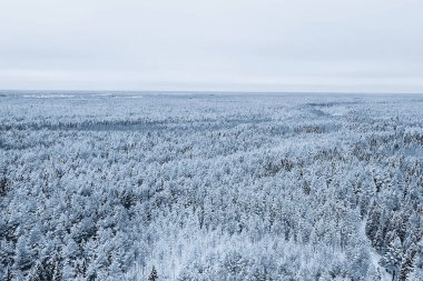 Kışın orman manzarası, karlı bir ormanda doğa manzarası, havacılık fotoğrafı.