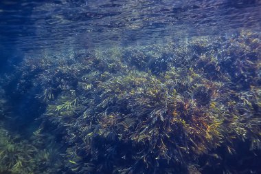 Su altı resifleri, yosunlar, deniz kuzeyi, soğuk deniz ekosistemi manzarası.