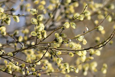 söğüt dalları bahar arkaplanı, soyut bulanık bahar erken paskalya yürüyüşü manzarası