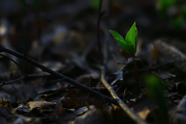 Taze yeşil filizler arka plan, soyut bahar görünümü, yeni yeşiller