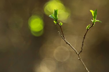 Genç yeşil yaprak ve tomurcuklardan oluşan dallar, mevsimlik arka plan, nisan ayı orman manzarası