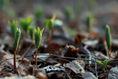 bahar bokeh soyut bulanık arkaplan, güneş ışıltısı arkaplan