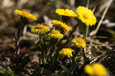 yaz soyut çiçek arka planı, alışılmadık bahar bulanık arkaplan
