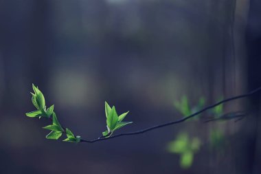 Genç yeşil yaprak ve tomurcuklardan oluşan dallar, mevsimlik arka plan, nisan ayı orman manzarası