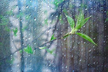 Ormanda bahar yağmuru, tomurcuğun taze dalları ve yağmur damlalı genç yapraklar.