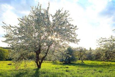 Bahar elma bahçesindeki soyut manzara, güzel mevsimlik arka plan.