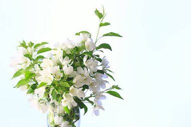 Bir vazoda elma ağacı dalları buketi, Bahar Çatı katında güzel bir buket