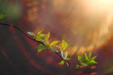Genç yeşil yaprak ve tomurcuklardan oluşan dallar, mevsimlik arka plan, nisan ayı orman manzarası