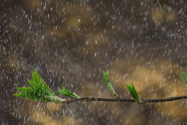 Ormanda bahar yağmuru, tomurcuğun taze dalları ve yağmur damlalı genç yapraklar.