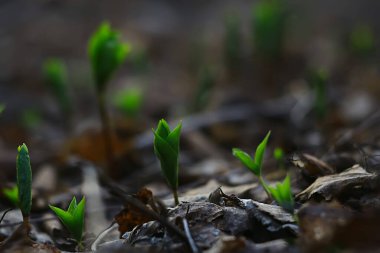 Taze yeşil filizler arka plan, soyut bahar görünümü, yeni yeşiller