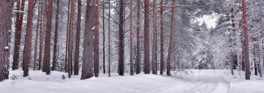 Panorama kış ormanı karları, soyut mevsimsel tayga manzarası, karla kaplı ağaçlar.
