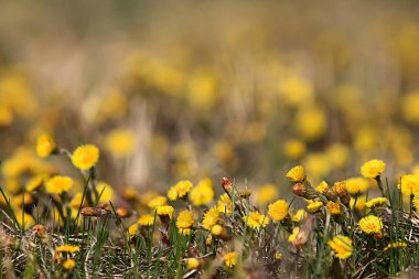 Anne ve üvey anne sarı çiçekler bahar arkaplanı, yaban çiçekleriyle soyut bahar arkaplanı