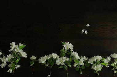 Soyut elma ağacı çiçekleri arka plan, bahar bulanık arkaplan, çiçekli dallar