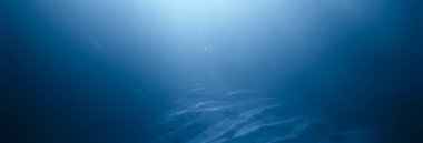 Su altı gölü, tatlı su manzarası temiz su ekosistemi