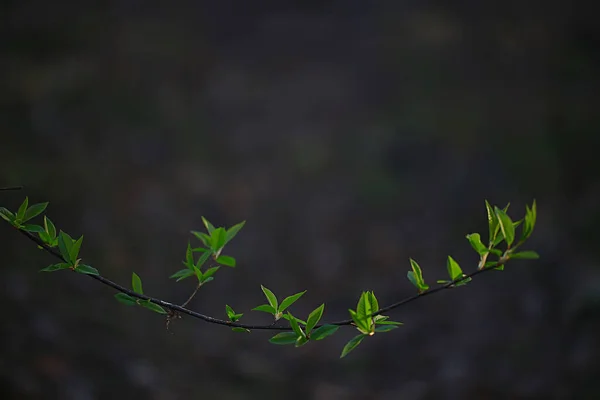 Grenar Unga Gröna Blad Och Knoppar Säsongsbetonad Bakgrund April Marsch — Stockfoto