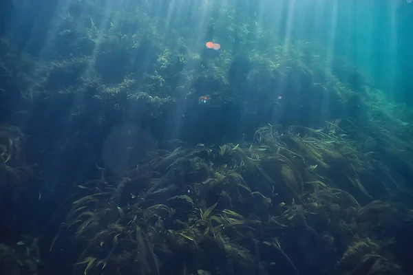 Кораловий Риф Підводний Пейзаж Лагуна Теплому Морі Вид Під Водною — стокове фото