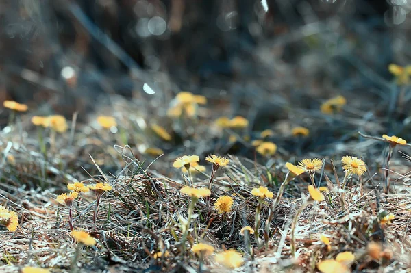 Matka Macecha Žluté Květy Jarní Pozadí Abstraktní Jarní Pozadí Divokými — Stock fotografie