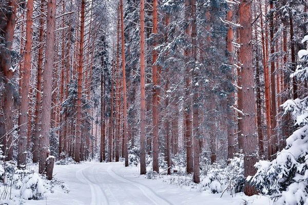 Panorama Kış Ormanı Karları Soyut Mevsimsel Tayga Manzarası Karla Kaplı — Stok fotoğraf