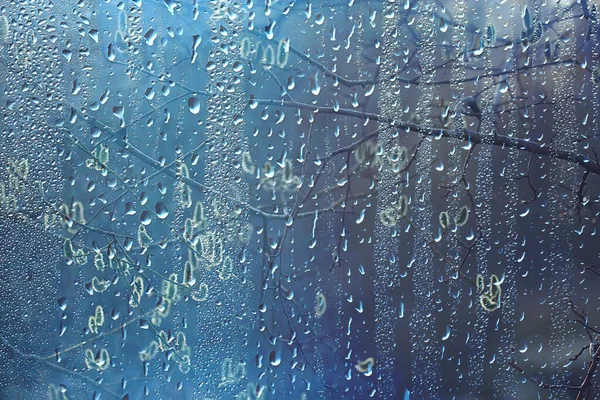 Wiosenny Deszcz Lesie Świeże Gałęzie Pączka Młode Liście Kroplami Deszczu — Zdjęcie stockowe