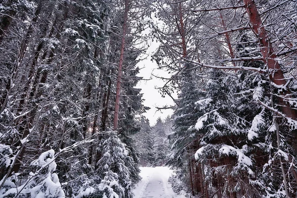 Inverno Uma Paisagem Floresta Pinheiro Árvores Cobertas Neve Janeiro Uma — Fotografia de Stock