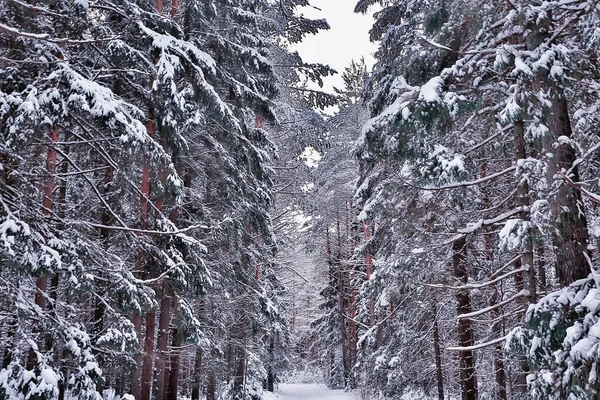 Matin Hiver Dans Paysage Pinèdes Vue Panoramique Sur Une Forêt — Photo