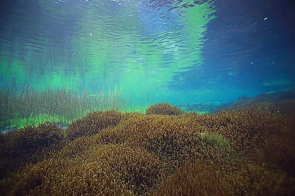 Vista Lago Subacqueo Paesaggio Acqua Dolce Ecosistema Acqua Limpida — Foto Stock