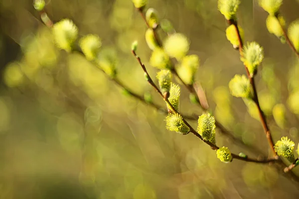 Willow Branches Spring Background Abstract Blurred View Spring Early March — Stock Photo, Image