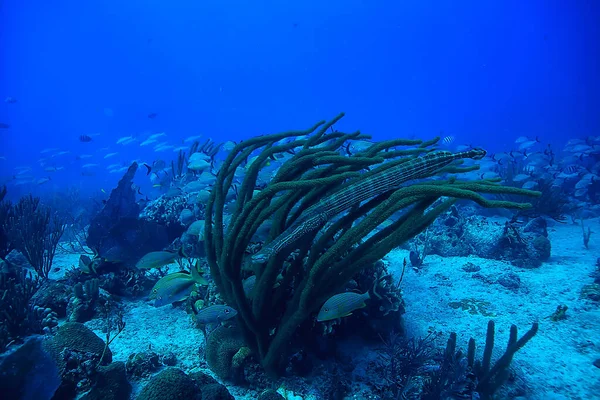 魚のフルート水中ビュー 熱帯海のサンゴ礁の風景 — ストック写真