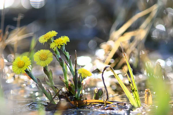 Mor Och Styvmor Gula Blommor Våren Bakgrund Abstrakt Våren Bakgrund — Stockfoto