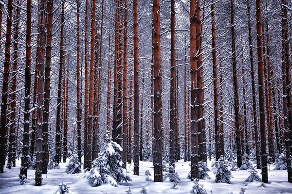 Zima Borovicové Lesní Krajině Stromy Pokryté Sněhem Leden Hustém Lesním — Stock fotografie