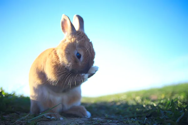 Frühlingskaninchen Einem Grünen Feld Ostersymbol Schöner April Osterhintergrund — Stockfoto