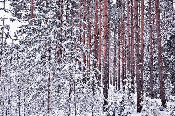 Matin Hiver Dans Paysage Pinèdes Vue Panoramique Sur Une Forêt — Photo