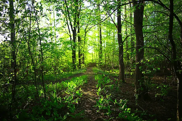 Primavera Verde Paesaggio Forestale Vista Astratta Nella Boscaglia Foresta — Foto Stock