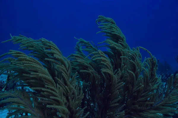 Coral Reef Underwater Landscape Lagoon Warm Sea View Water Ecosystem — Stock Photo, Image