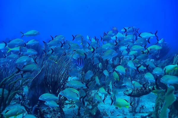 Escola Peixes Foto Subaquática Golfo México Cancún Recursos Pesca Biológica — Fotografia de Stock