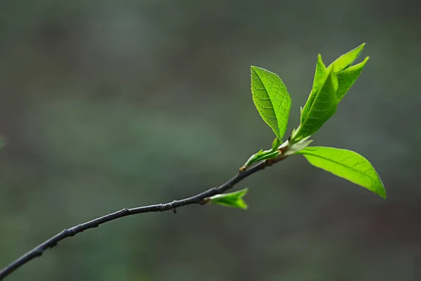 Grenar Unga Gröna Blad Och Knoppar Säsongsbetonad Bakgrund April Marsch — Stockfoto