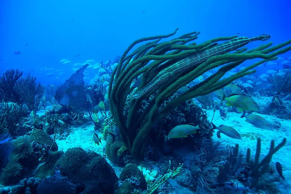 Ψάρια Φλάουτο Υποβρύχια Θέα Τροπική Θάλασσα Υποβρύχιο Κοραλλιογενή Ύφαλο Τοπίο — Φωτογραφία Αρχείου