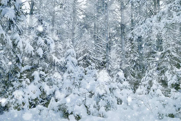 Cestování Kanady Zimní Lesní Krajiny Sezónní Výhled Panorama Lese Pokryté — Stock fotografie