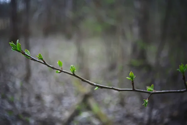 Abstracto Día Soleado Fondo Bosque Primavera Ramas Con Brotes Hojas — Foto de Stock