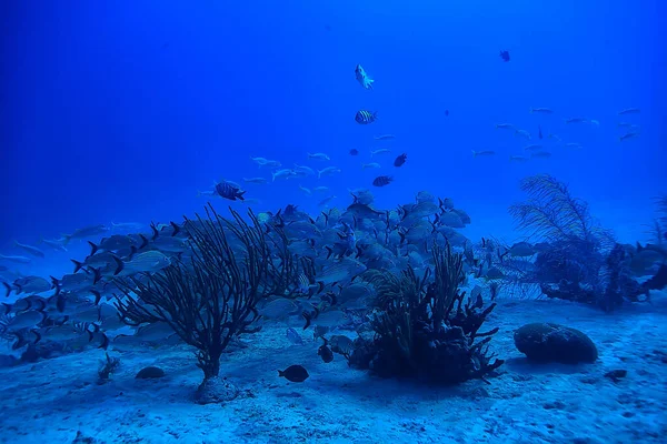 Szkoła Ryb Podwodnych Zdjęcie Zatoka Meksykańska Cancun Bio Zasobów Rybnych — Zdjęcie stockowe