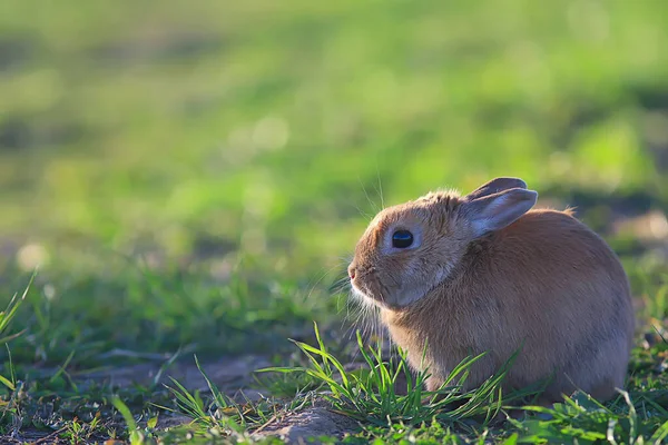 Vår Kanin Ett Grönt Fält Påsk Symbol Vacker April Påsk — Stockfoto