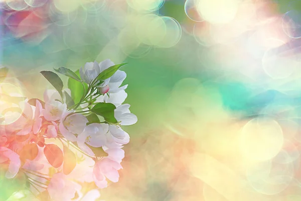 Abstract Apple Tree Flowers Background Spring Blurred Background Branches Bloom — Stock Photo, Image