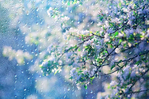 Spring Flowers Rain Drops Abstract Blurred Background Flowers Fresh Rain — Stock Photo, Image