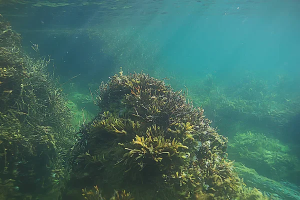 Підводний Ландшафтний Риф Водоростями Море Півночі Вид Холодну Морську Екосистему — стокове фото