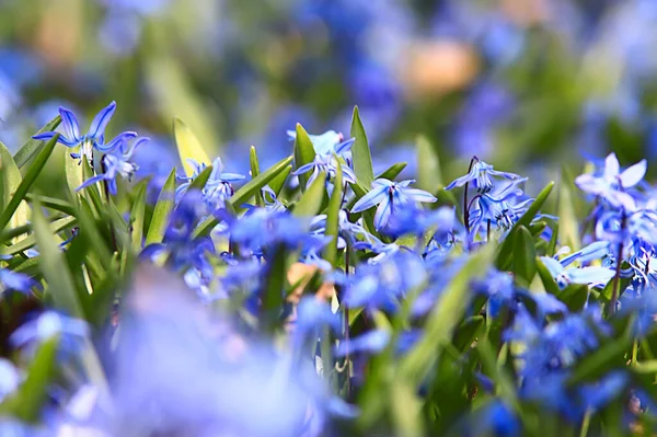 Wild Blue Spring Flowers Wildflowers Small Flowers Blurred Abstract Background — Stock Photo, Image