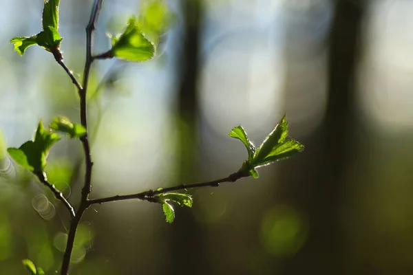 Гілки Молодого Зеленого Листя Бутонів Сезонний Фон Квітень Марш Пейзаж — стокове фото