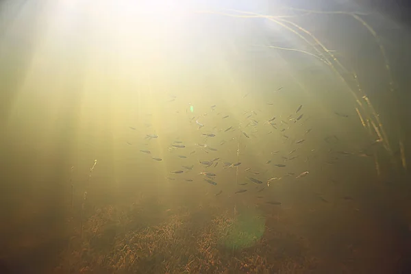 Rays Light Underwater Fresh Lake Abstract Background Nature Landscape Sun — Stock Photo, Image